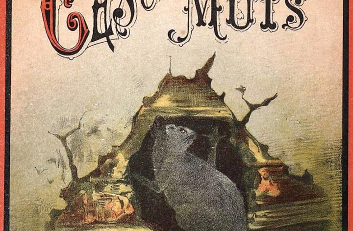 De geschiedenis van een muis